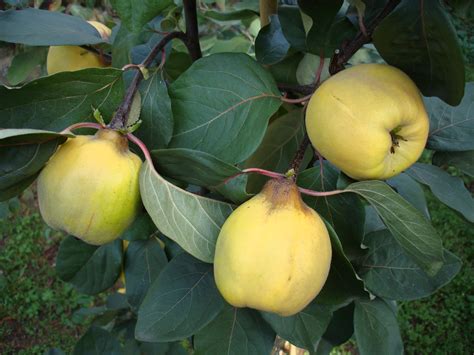 Quince, Fruiting Quince Cydonia oblonga