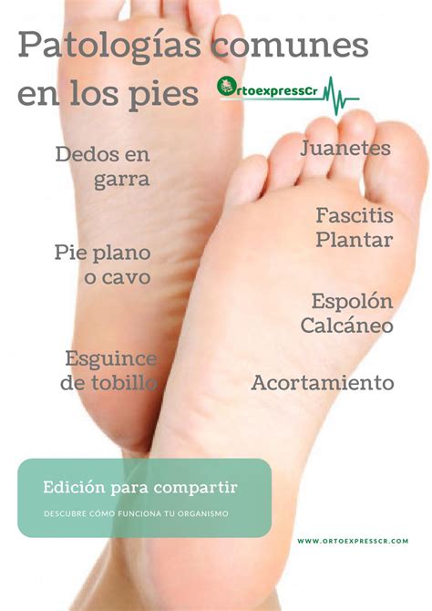 Quince lecciones sobre patologia del pie. - Biology 1406 lab manual answers epcc.