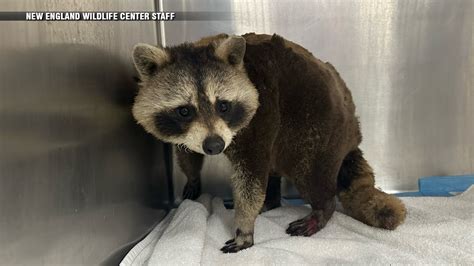 Quincy man charged with attempting to burn raccoon alive