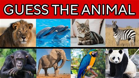 Quiz: Can you guess these animals