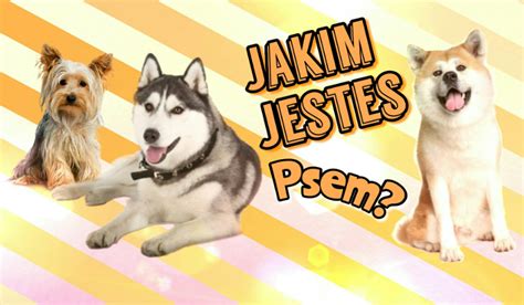 Quiz: Jakim psem jesteś? QuizMe