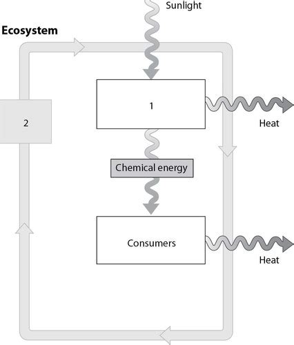 Quiz 1 - BIOL1001 Flashcards Quizlet