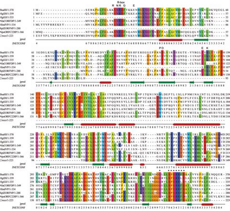 R: Sequence Alignment with MAFFT