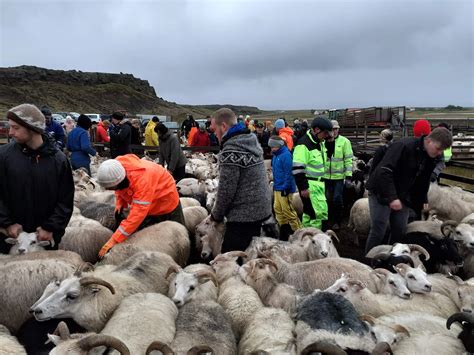 Réttir - Sheep Round Up Iceland