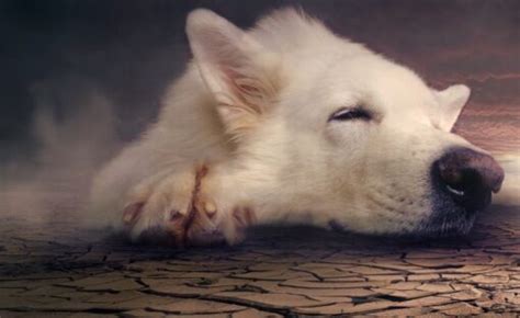 Rêver de chien blanc islam