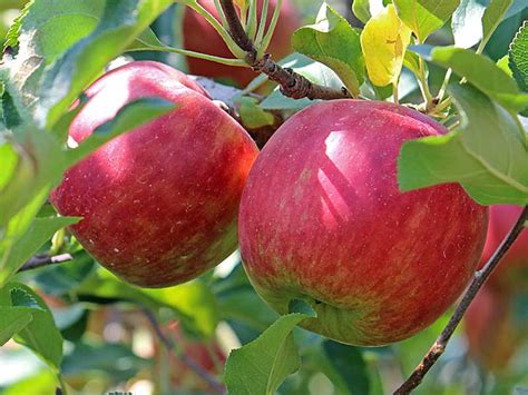 Röda äpplen sorter