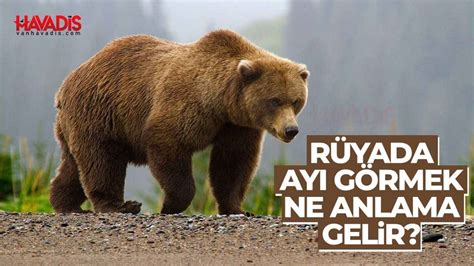 Rüyada Ayı görmek, Diyanet rüyada Ayı görmenin tabiri, yorumu anlamı . 