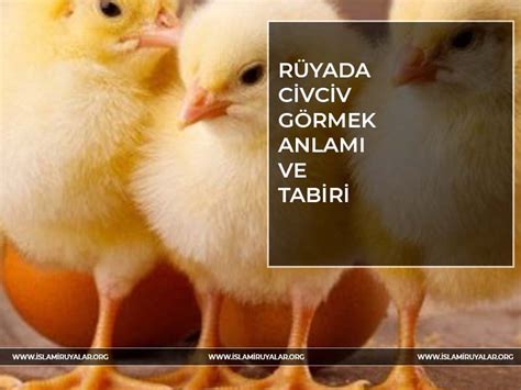 Rüyada Civciv Görmek İslami Yorumu Diyanet Rü.