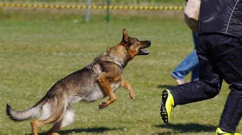 Rüyada Kuduz Köpek Tarafından Kovalanmak.