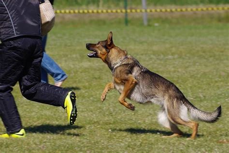 Rüyada Polis Ve Köpek Görmek , Rüyada Polis Ve Köpek . 