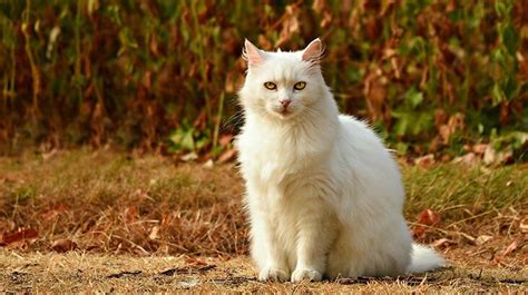 Rüyada beyaz kedi kurtarmak
