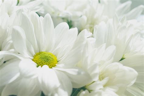 Rüyada birinden beyaz çiçek almak