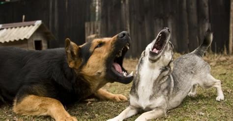 Rüyada küçük köpek ısırması görülmesi üstün başarılar ve zaferler elde edeceğine, işlerinde büyük zararlara uğrayacağına, iş dünyasında sahip olunan ünün lekeleneceğine, elinde bulunan imkânları doğru bir şekilde kullanacağına, müjdeli haberle geleceğine ve sürpriz güzellikler olacağına, şansının da yaver gitmesi ile kısa zamanda kendi işinin .