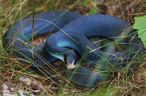 Rüyada mavi renkli yılan görmek
