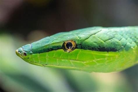 Rüyada yeşil yılan sokması