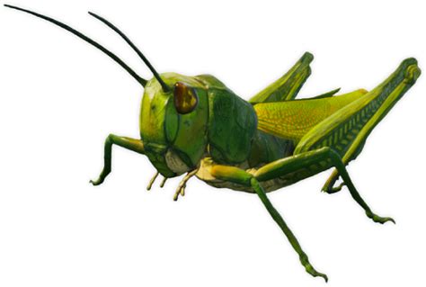 R ARE GRASSHOPPER Fandom