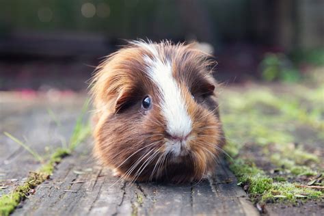 If you like to hold an animal, a guinea pig may be a good choice for you! These creatures do not jump off your lap like a cat would do. Instead, they like to be held, which is part of the reason they are so easy to handle. Guinea pigs have great smelling and hearing. If they hear you, you may find they jump excitedly.. 