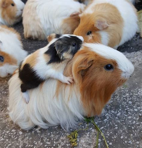 Unique Guinea Pig Names . Unlike most rodents, guinea pigs are noisy little creatures. Their squeak, which sounds more like a "wheek" sound, indicates hunger or anxiety; meanwhile, their purring can …. R guinea pigs