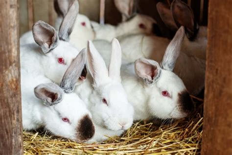 Rabbit Farming in the Philippines: Breeds, Sustainable Practices, and ... - raincitystudios.com