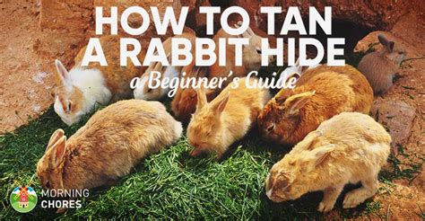 Rabbit Hide Tanning - wintechmobiles.com