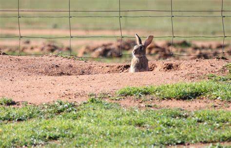 Rabbit Management - CABI Digital Library - raincitystudios.com