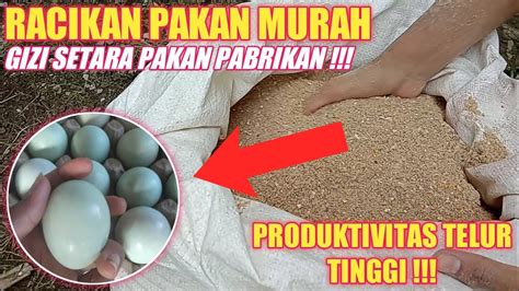 Racikan pakan bebek hemat tapi tetap bergizi tinggi - raincitystudios.com