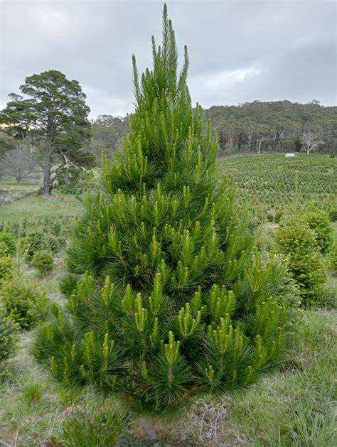 Radiata Pine | The Wood Database (Softwood) - raincitystudios.com