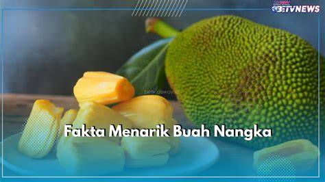 Ragam Jenis Nangka Di Pasaran Indonesia - adenalfi: Info Dan … - raincitystudios.com