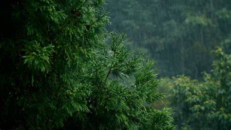 Rain Tree_Baiduwiki - 百度百科 - raincitystudios.com