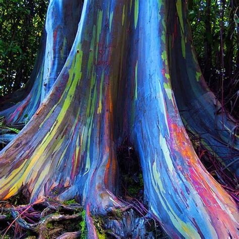 Rainbow Eucalyptus Nature's Spectacular Masterpiece - raincitystudios.com