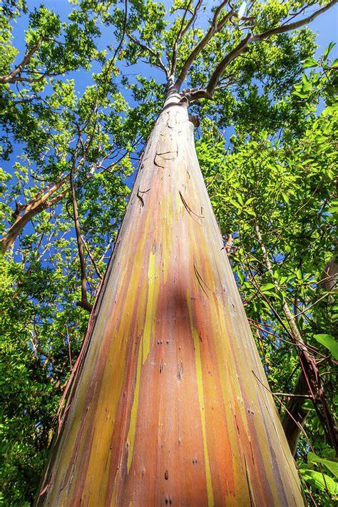 Rainbow Eucalyptus - Naples Tree Walk - raincitystudios.com