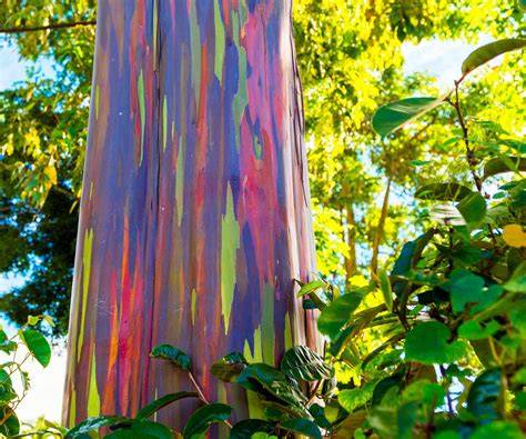 Rainbow Eucalyptus Tree - A Stunning, Unique Tree - raincitystudios.com