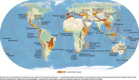 Rainforest Biodiversity Hotspots: A Guide to Protecting … - raincitystudios.com