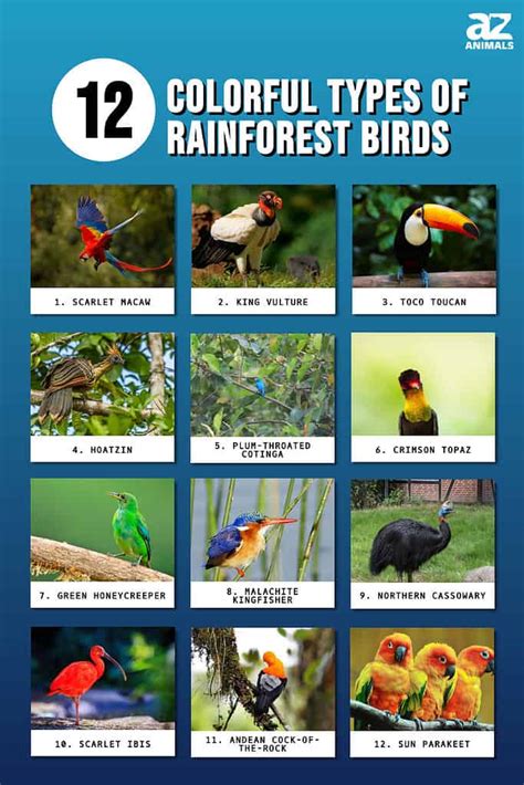 Rainforest birds - muktibox.com