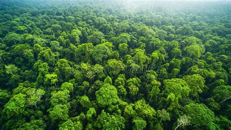 Rainforest Canopy Aerial illustrations - Shutterstock - wintechmobiles.com