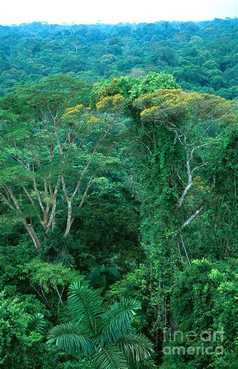 RAINFOREST CANOPY TREES - muktibox.com