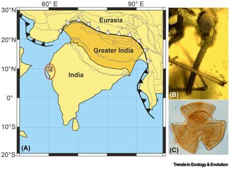 Rainforest ecology in the shade of deep time - ScienceDirect - raincitystudios.com