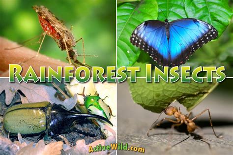 Rainforest Insects List: Insects That Live In Rainforests Pictures & Facts - muktibox.com