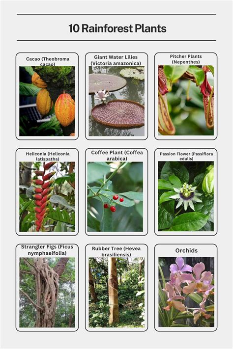 Rainforest Plants | Daintree Rainforest Discovery Centre - raincitystudios.com
