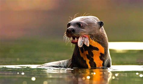 Rainforest Predators With The Strongest Talons - muktibox.com