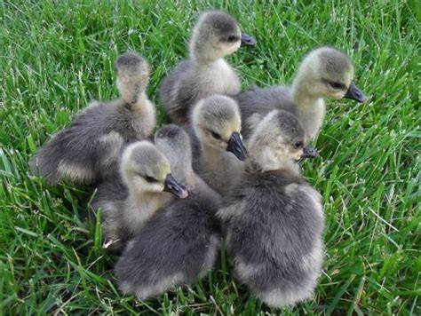 Raising and Caring for Goslings - BackYard Chickens - raincitystudios.com