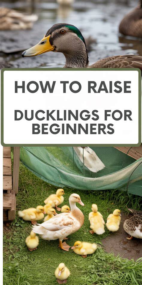 Raising Baby Ducks for Beginners - Homesteading … - raincitystudios.com