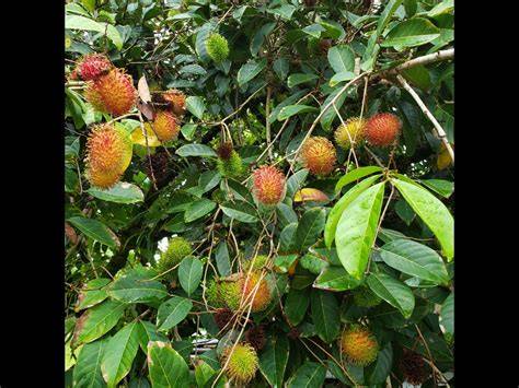 Rambutan (Nephelium lappaceum) – Project M.A.R.S. - raincitystudios.com