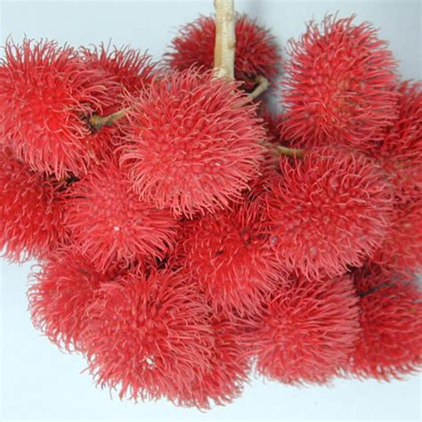 Rambutan (Nephelium Lappaceum) Plant Care & How … - raincitystudios.com