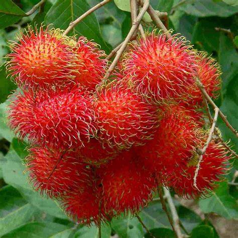 Rambutan (Nephelium lappaceum) - raincitystudios.com