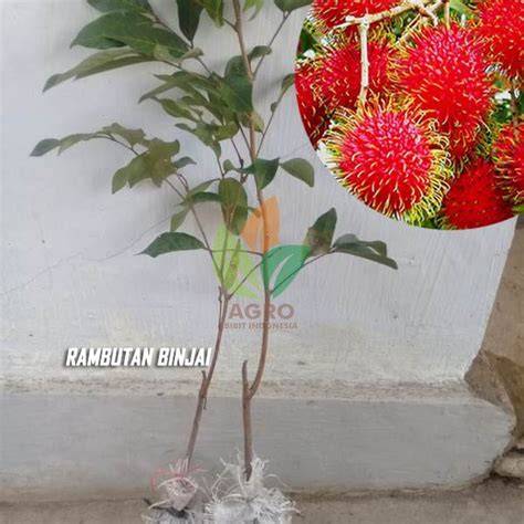 Rambutan Binjai asal Okulasi - Agro Bibit ID - raincitystudios.com
