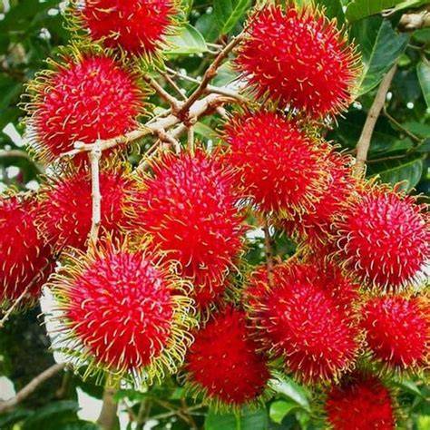 rambutan binjai di kampung bibit amanah - raincitystudios.com