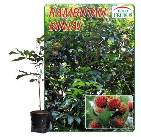 RAMBUTAN BINJAI di TOKO TRUBUS OFFICIAL - raincitystudios.com
