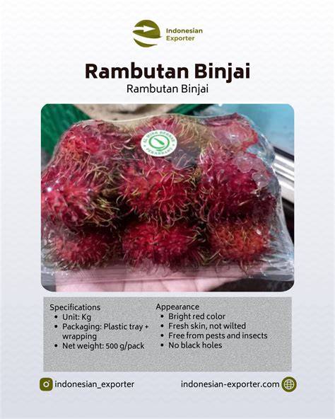 Rambutan Binjai - Kebun Bibit Buah - raincitystudios.com