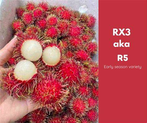 RAMBUTAN FARM TOUR: ADVANTAGE of RX3 Variety - raincitystudios.com